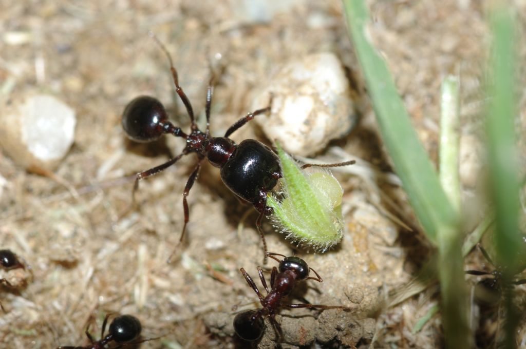 Messor wasmanni con lombrico secco